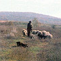 the monastery flock